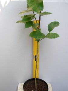 6.C. limon (neizvestny italianec1).JPG