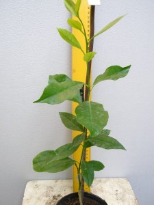 7.C. limon (neizvestny italianec2).JPG