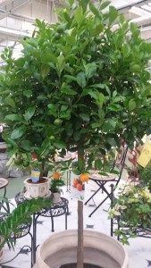 20150831_165136.jpg