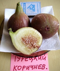 inzhir_turkey_korichnevy.jpg