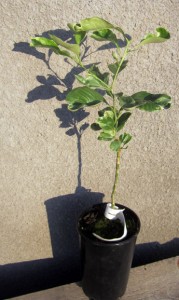 Citrus aurantium BIZZARIA VARIEGATA L. - Citrumelo.JPG