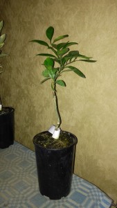 IMG_20151024_145730.jpg