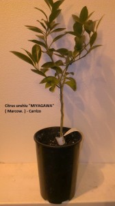 miagawa.jpg
