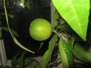 IMG_2040.jpg