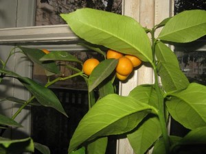 IMG_2042.jpg
