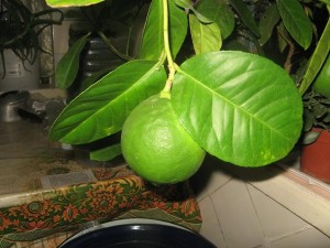 IMG_2047.jpg