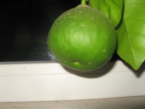IMG_2049.jpg