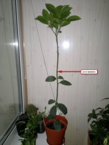 2015-11-19-253.jpg
