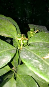 canaliculata 1.jpg