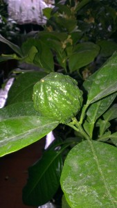 canaliculata 2.jpg