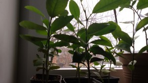 20151125_115431.jpg