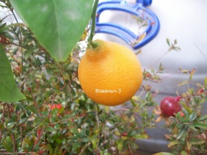 100_2865.JPG