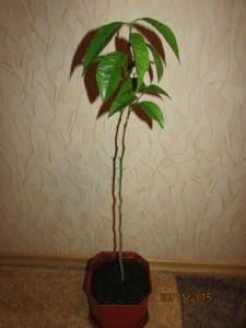 IMG_2268.JPG