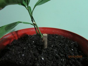IMG_2312.JPG