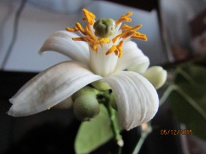 IMG_2385.JPG