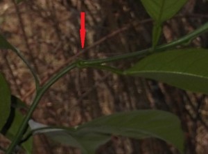 DSCF9246.jpg