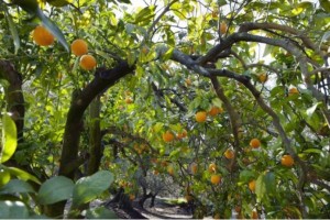citrus_orange_grove_periana_malaga_andalucia_spain51.jpg