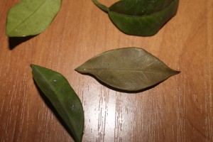 IMG_3566.JPG