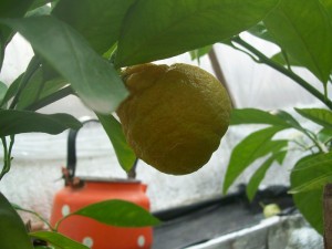 100_2973.JPG