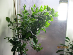 IMG_4123.JPG (158.38 КБ) 10739 просмотров IMG_4123.JPG