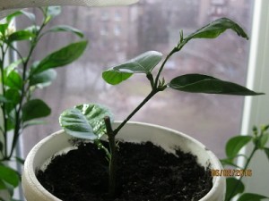 IMG_4129.JPG (52.01 КБ) 10739 просмотров IMG_4129.JPG