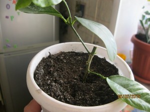 IMG_4139.JPG