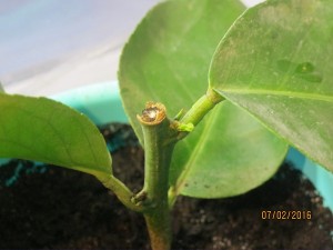 IMG_4146.JPG