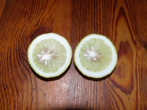 lemon2.jpg