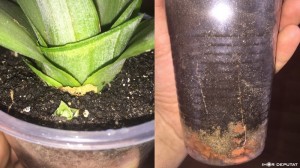 Pineapple07.jpg (20.23 КБ) 5836 просмотров Pineapple07.jpg