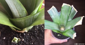 Pineapple06.jpg (17.66 КБ) 5832 просмотра Pineapple06.jpg