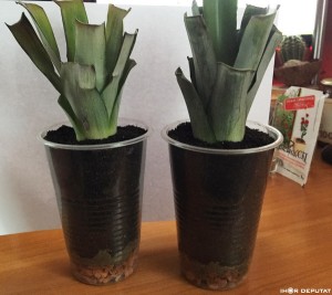 Pineapple04.JPG (22.18 КБ) 5832 просмотра Pineapple04.JPG