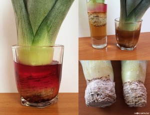 Pineapple03.JPG (20.65 КБ) 5832 просмотра Pineapple03.JPG