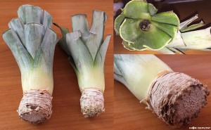 Pineapple02.JPG (20.16 КБ) 5836 просмотров Pineapple02.JPG