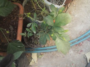 DSCF0059.JPG