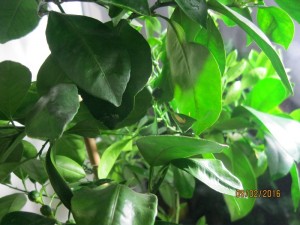 IMG_4149.JPG