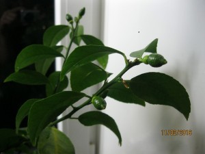 IMG_4150.JPG