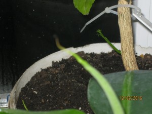 IMG_4158.JPG