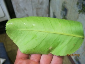 IMG_4178.JPG