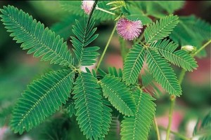 Mimosa_Pudica.jpg