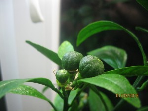 IMG_4205.JPG