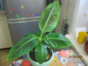 IMG_4206.JPG