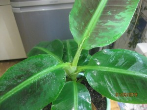 IMG_4207.JPG