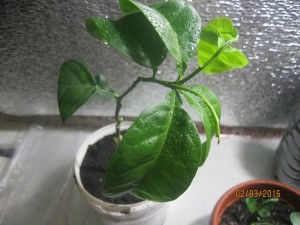 IMG_4208.JPG
