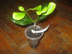 IMG_4210.JPG