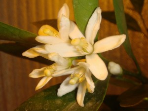 DSC05835.JPG