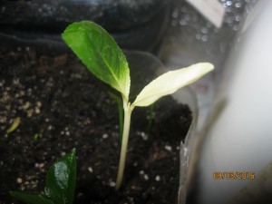 IMG_4222.jpg