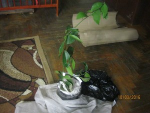 IMG_4225.jpg