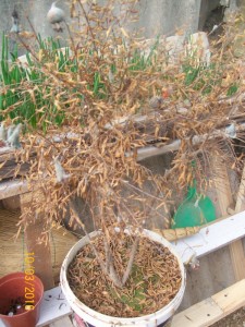 100_3137.JPG