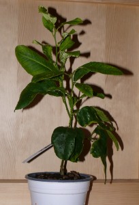 Bizzaria.jpg (243.34 КБ) 27131 просмотр Bizzaria.jpg