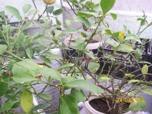 100_3180.JPG
